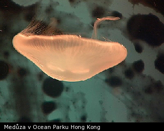 Medůza v Ocean Parku Hong Kong